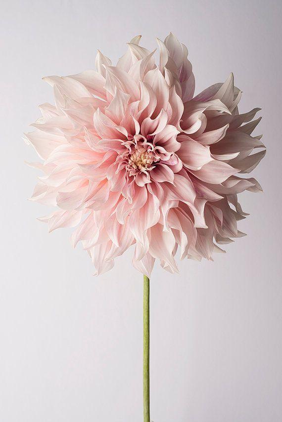 Meadow's Embrace Floral Symphony